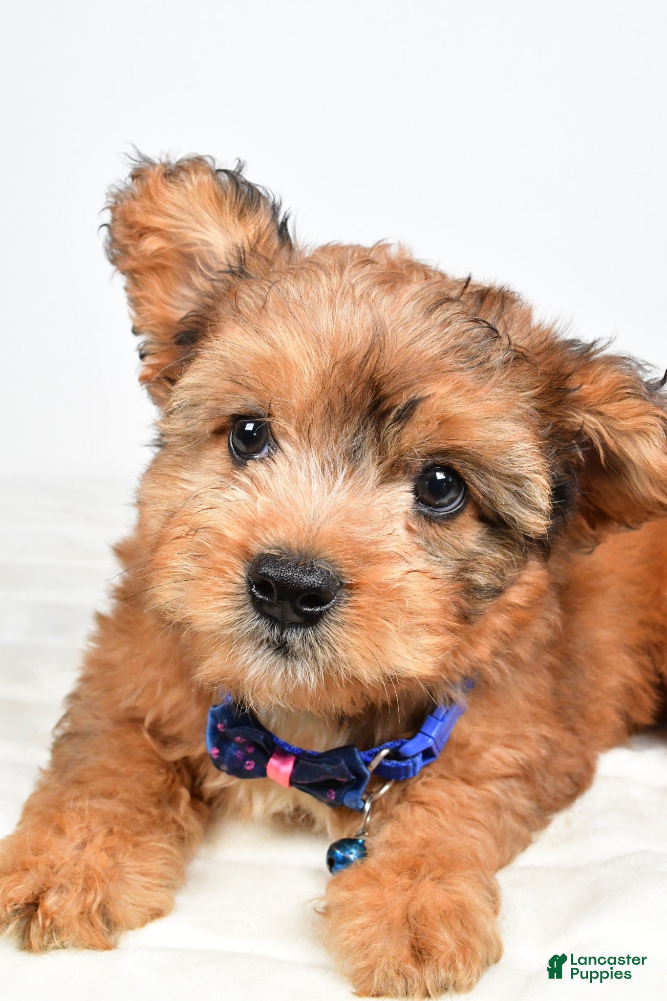Mixed Breed dogs Grant - Ad 2