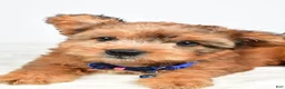 Mixed Breed dogs for sale: Grant - Ad 2