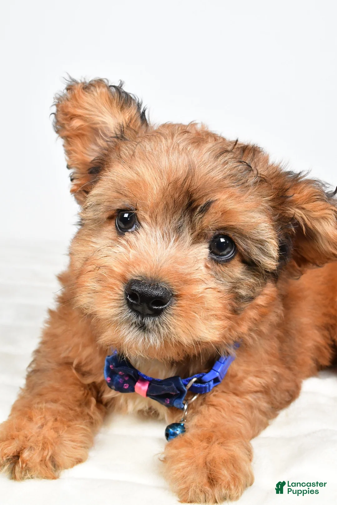Mixed Breed dogs for sale: Grant - Ad 2