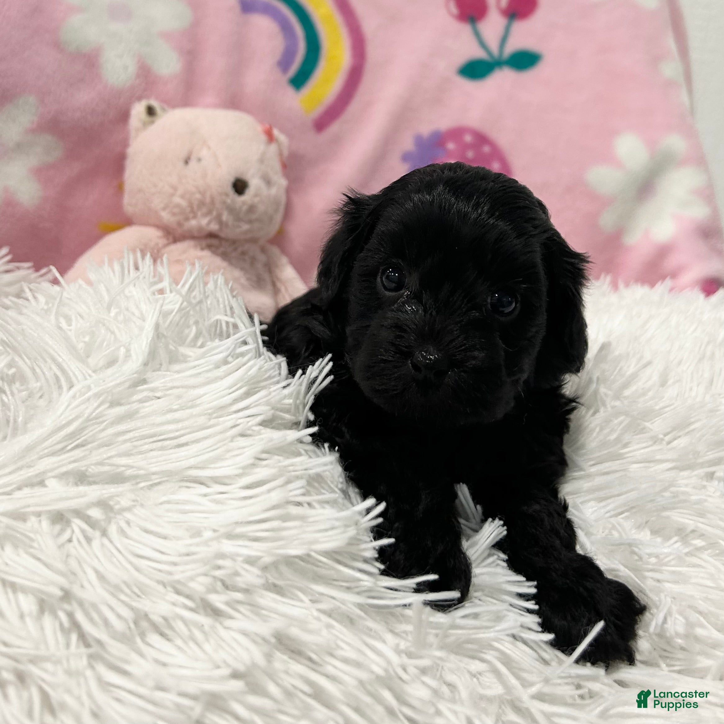 Cavapoo dogs for sale: Sweetheart - Ad 4