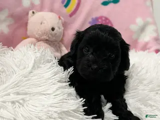 Cavapoo dogs for sale: Sweetheart - Ad 4