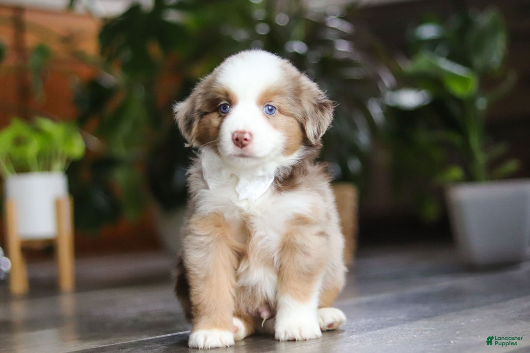 Miniature Australian Shepherd dogs for sale: Ferraro - Ad 1
