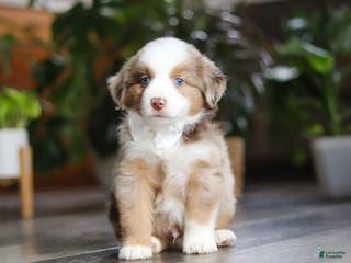 Miniature Australian Shepherd dogs Ferraro - Ad 30