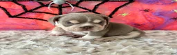 English Bulldog dogs for sale: Aleco  - Ad 8