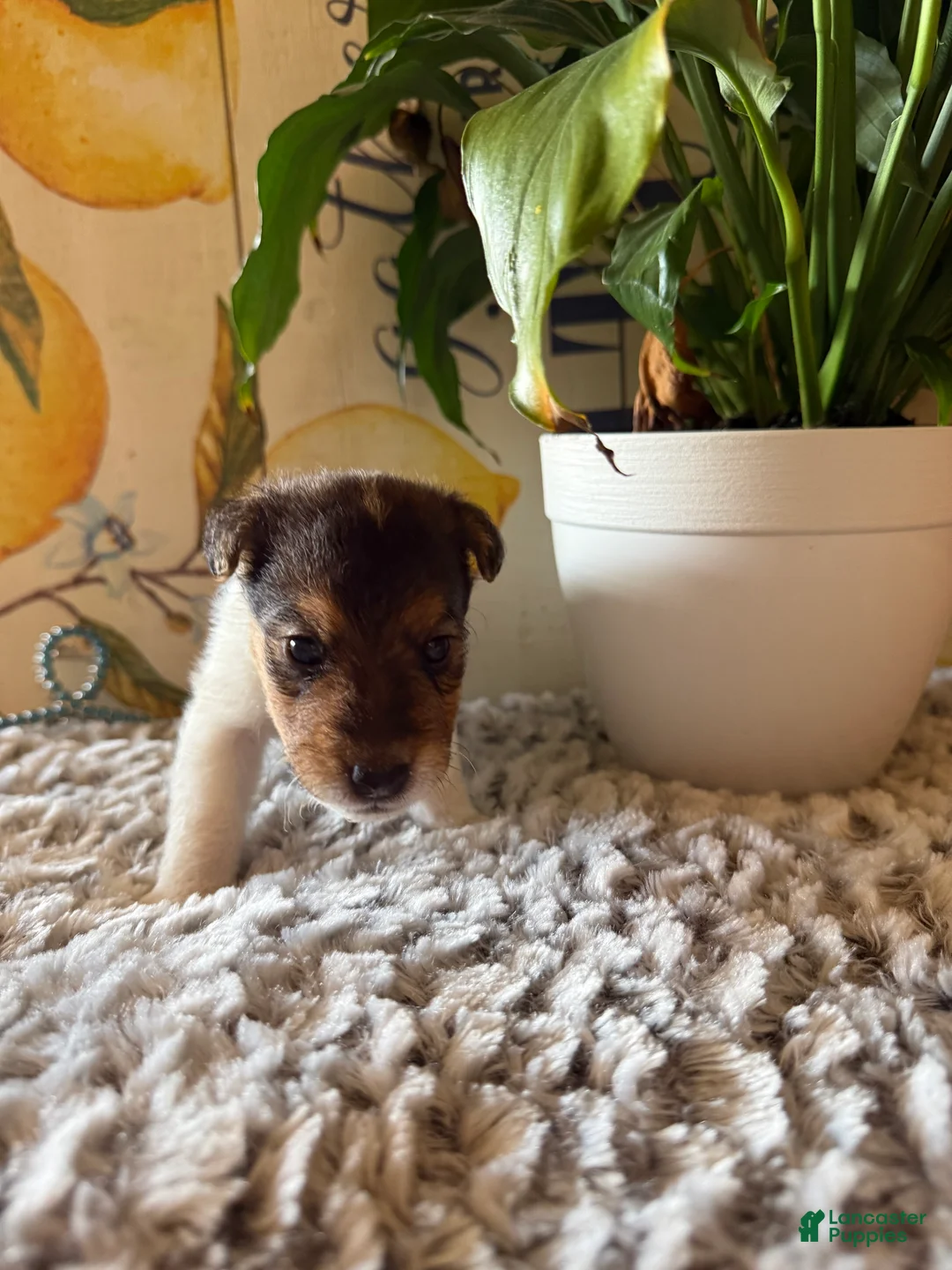 Wire Fox Terrier dogs for sale: Nick Wilde - Ad 1