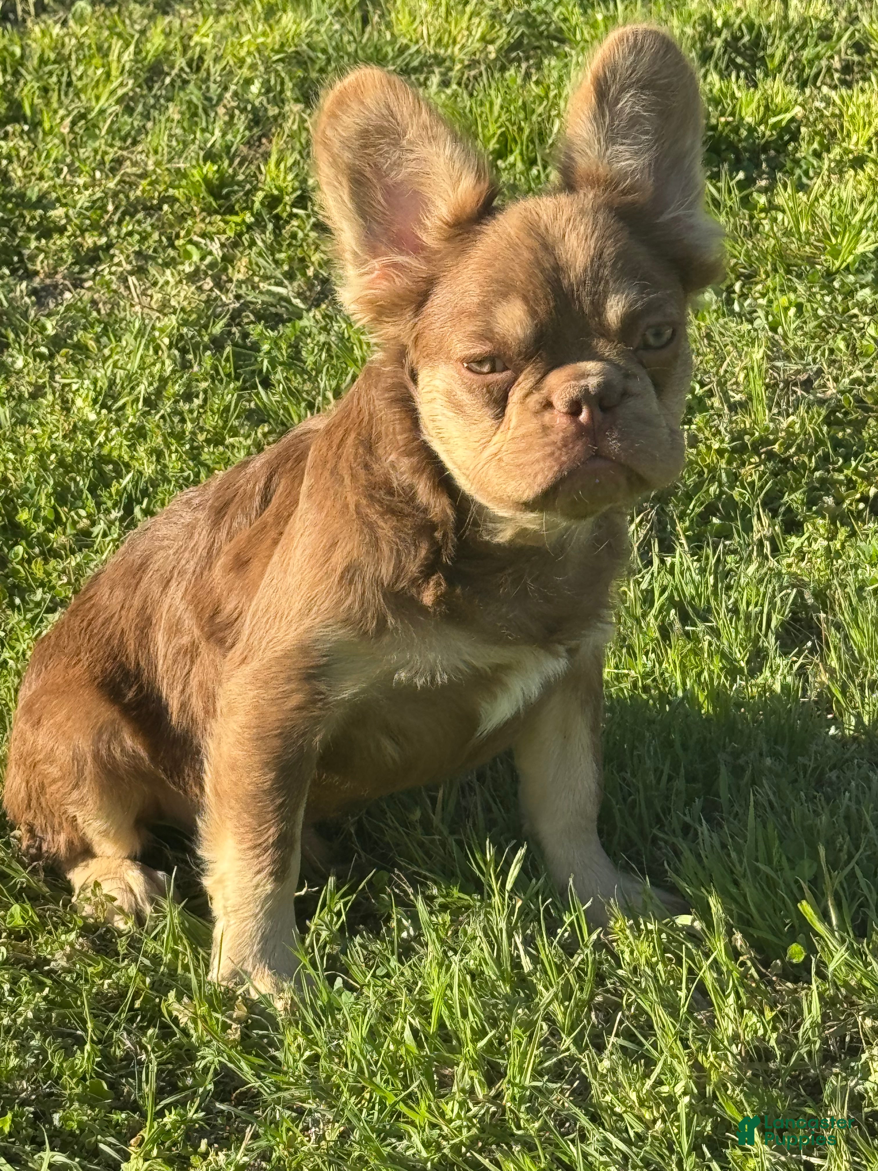 French Bulldog dogs French Bulldog Puppy 3 - Ad 15