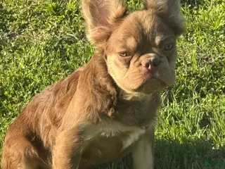 French Bulldog dogs French Bulldog Puppy 3 - Ad 15