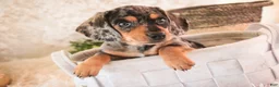 Miniature Dachshund dogs for sale: Benji - Ad 6