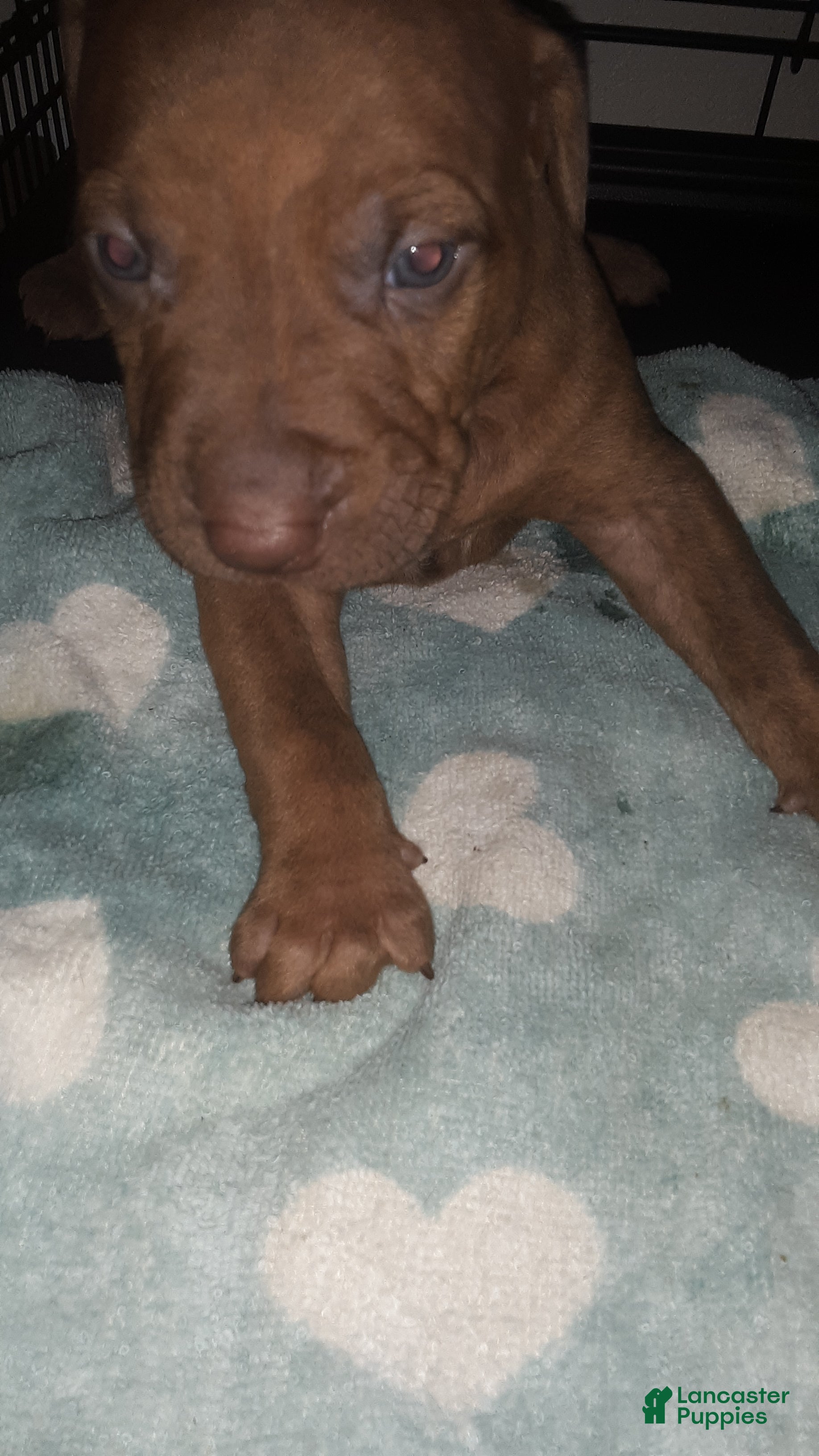 American Pit Bull Terrier dogs American Pit Bull Terrier 1 - Ad 4