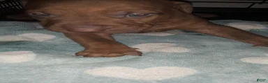 American Pit Bull Terrier 1
