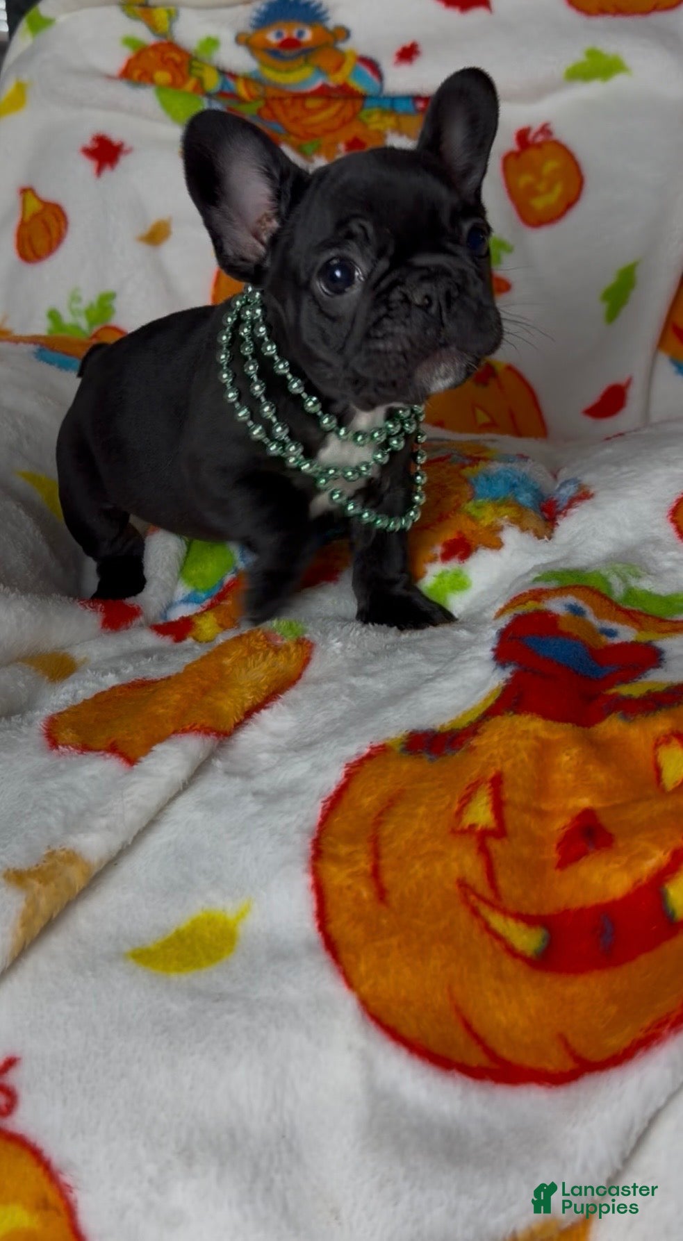 French Bulldog dogs French Bulldog 2 - Ad 33