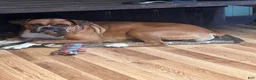 Boxer dogs for sale: Ruby - Ad 1