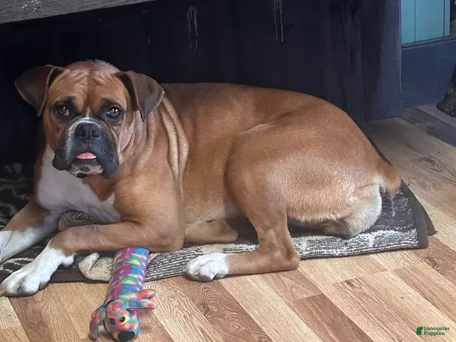 Boxer dogs Ruby - Ad 1