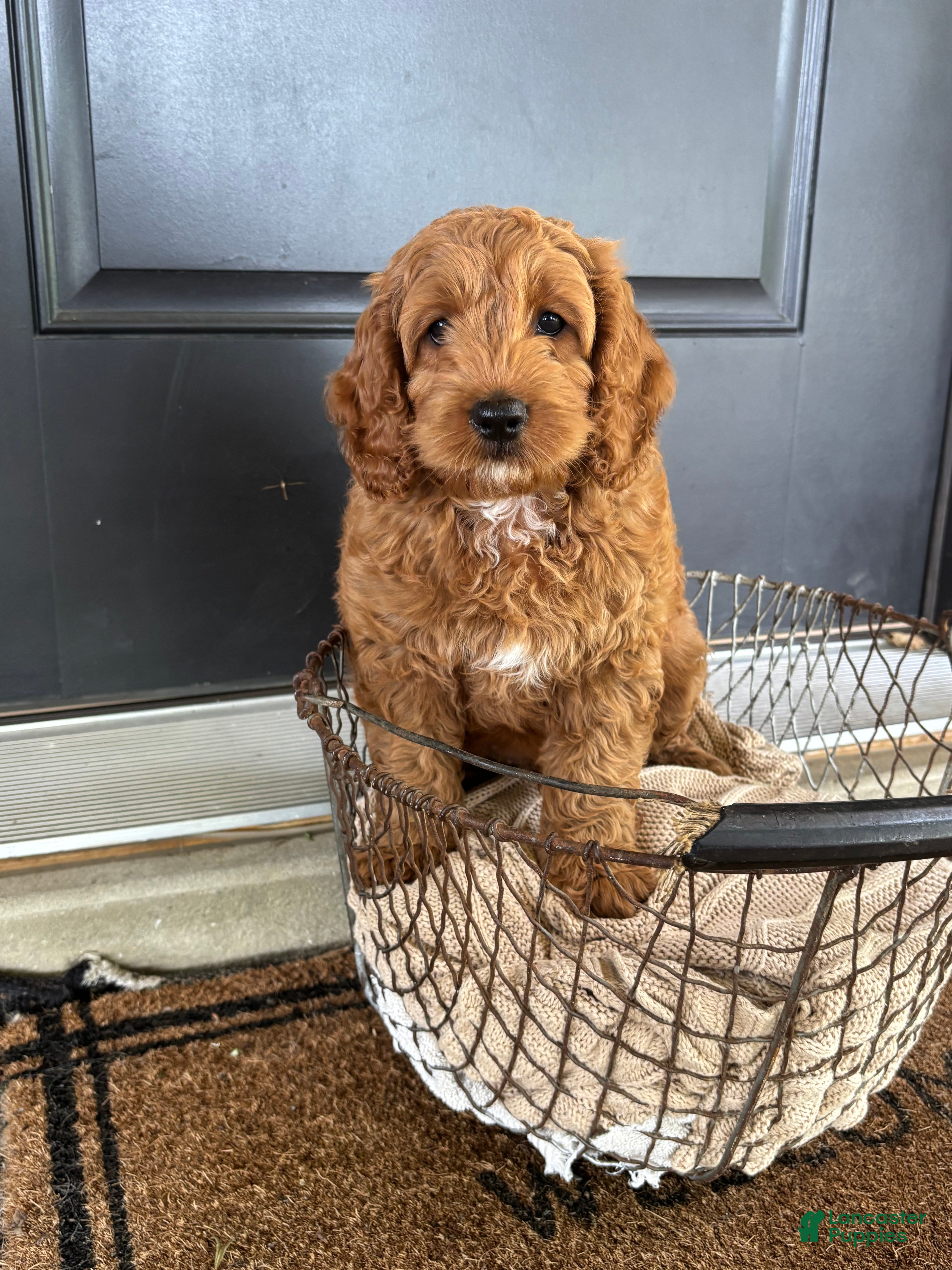 Cockapoo dogs Timber - Ad 2