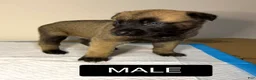 Belgian Malinois dogs for sale: Belgian Malinois 1 - Ad 5
