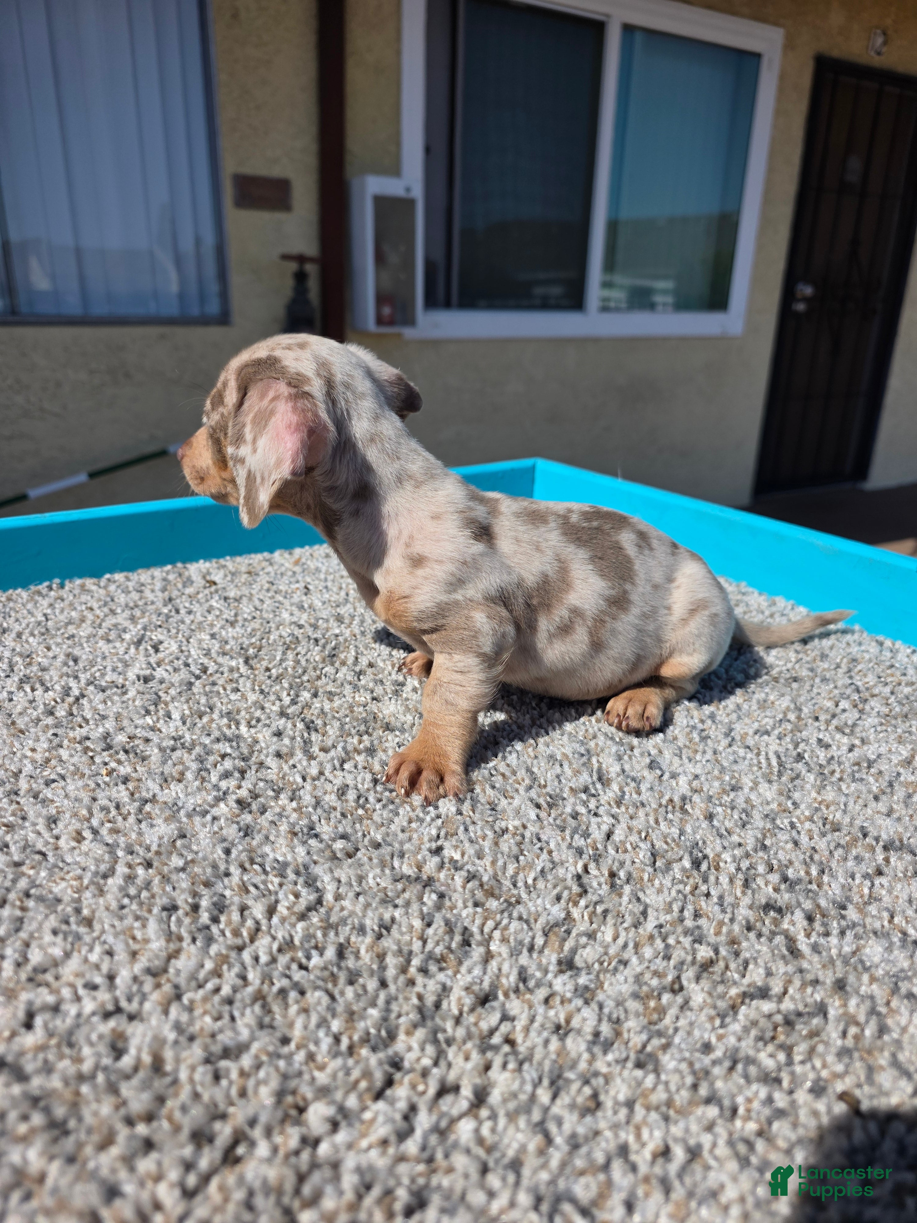 Miniature Dachshund dogs Lily - Ad 2
