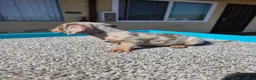 Miniature Dachshund dogs for sale: Lily - Ad 2