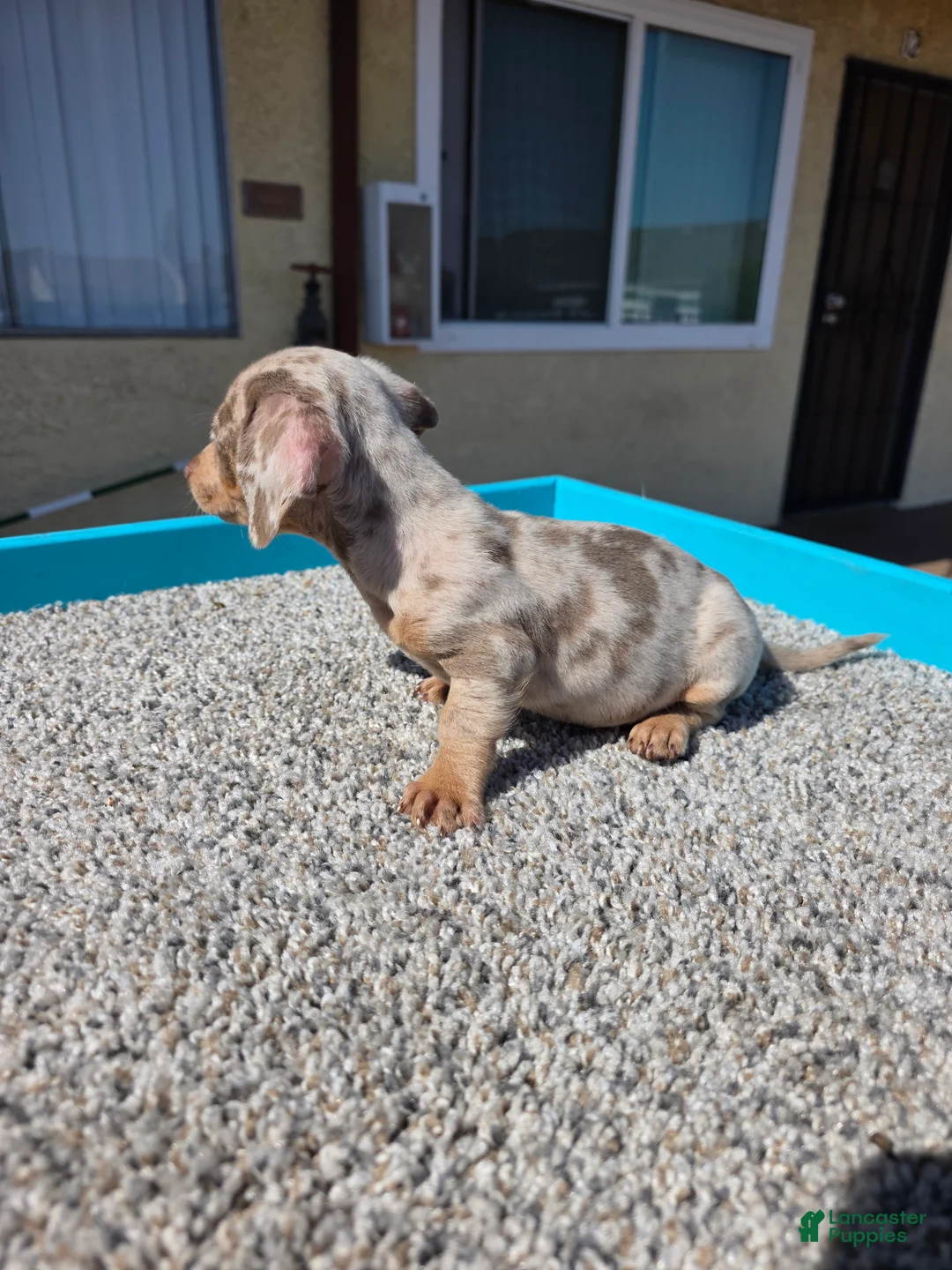 Miniature Dachshund dogs for sale: Lily - Ad 2