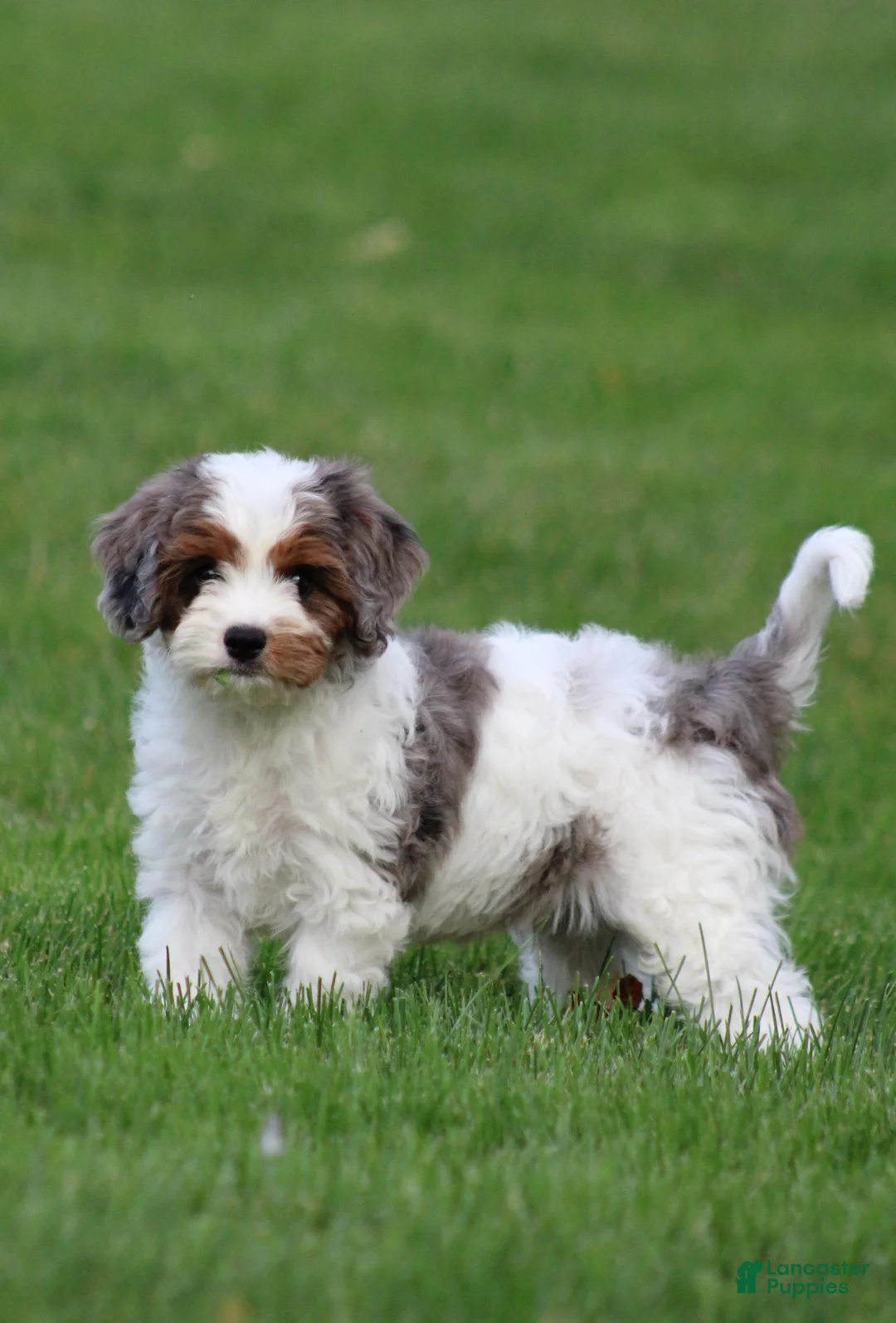 Cavapoo dogs for sale: Flynn - Ad 2
