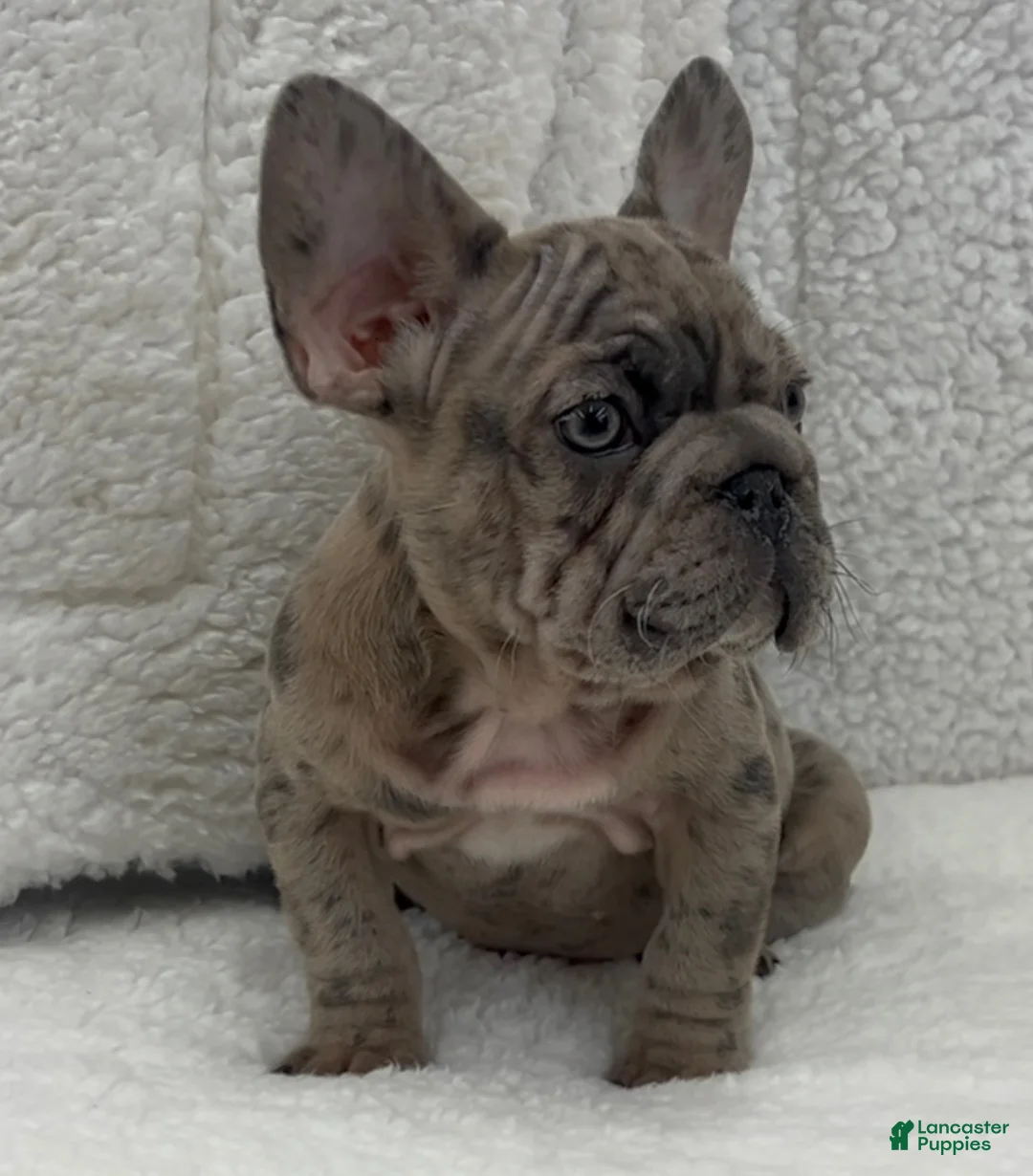 French Bulldog dogs for sale: Tank - Ad 1