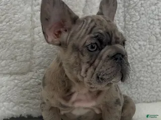 French Bulldog dogs for sale: Tank - Ad 1
