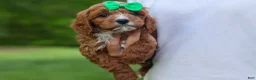 Cavapoo dogs for sale: OLLIE - Ad 13