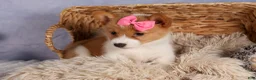 Welsh Corgi Pembroke dogs for sale: Bella🌸 - Ad 6