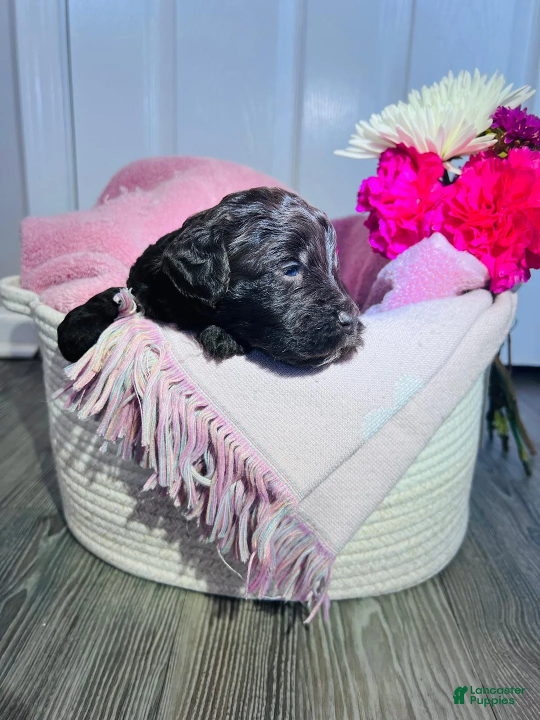 Miniature Poodle dogs for sale: Miniature Poodle Puppy 6 - Ad 2