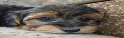 Yorkiepoo dogs for sale: Willow - Ad 5
