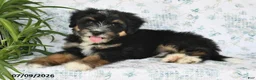 Mini Bernedoodle dogs for sale: Trent - Ad 4
