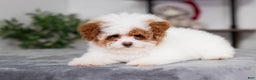 Miniature Poodle dogs for sale: Camilla - Ad 3