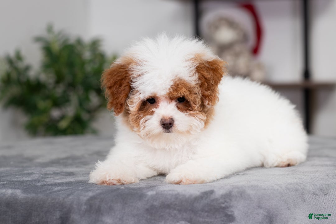 Miniature Poodle dogs for sale: Camilla - Ad 3