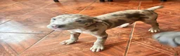 Mixed Breed dogs for sale: Mixed Breed 2 - Ad 1