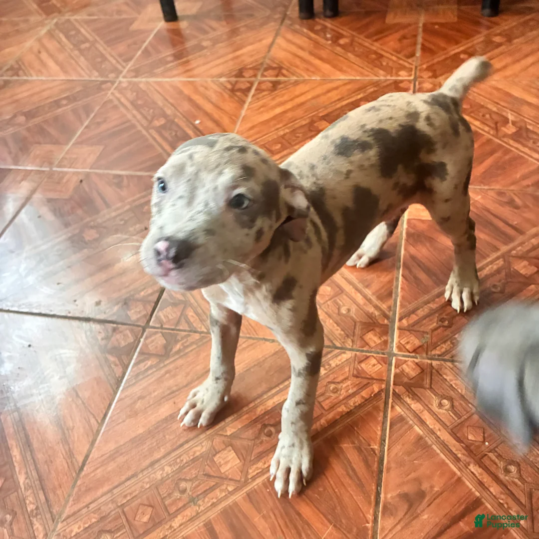 Mixed Breed dogs for sale: Mixed Breed 2 - Ad 1