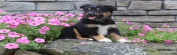 Australian Shepherd dogs for sale: Posie  - Ad 4
