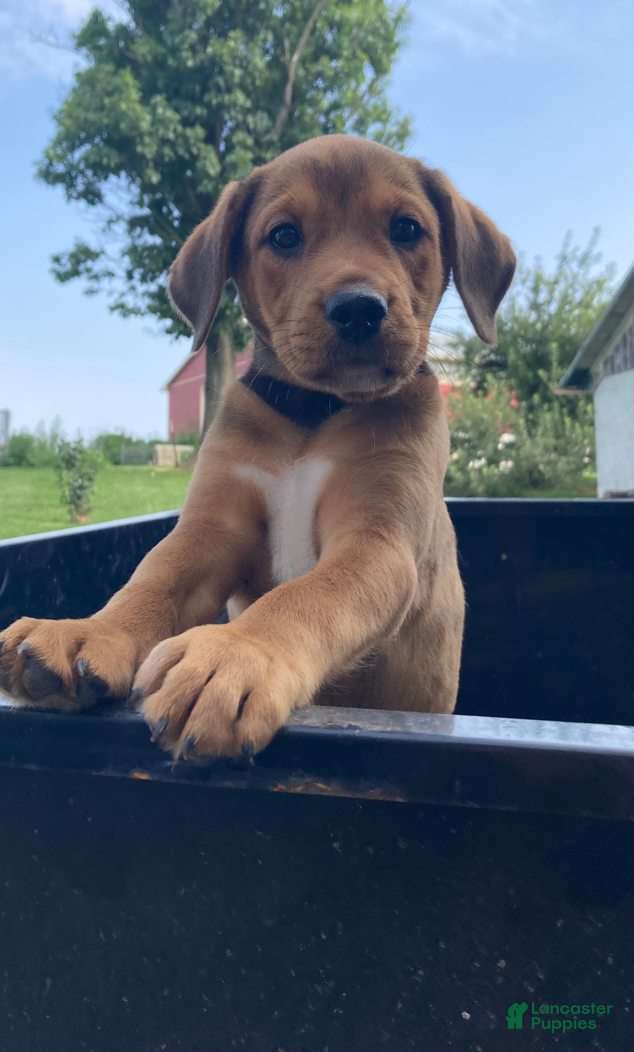 Mixed Breed dogs Millie - Ad 5