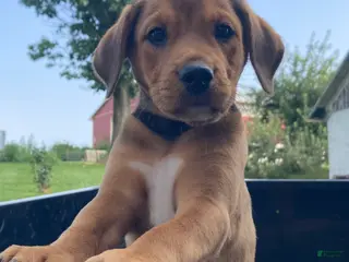 Mixed Breed dogs Millie - Ad 30