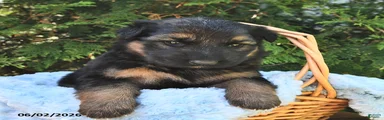 Duke