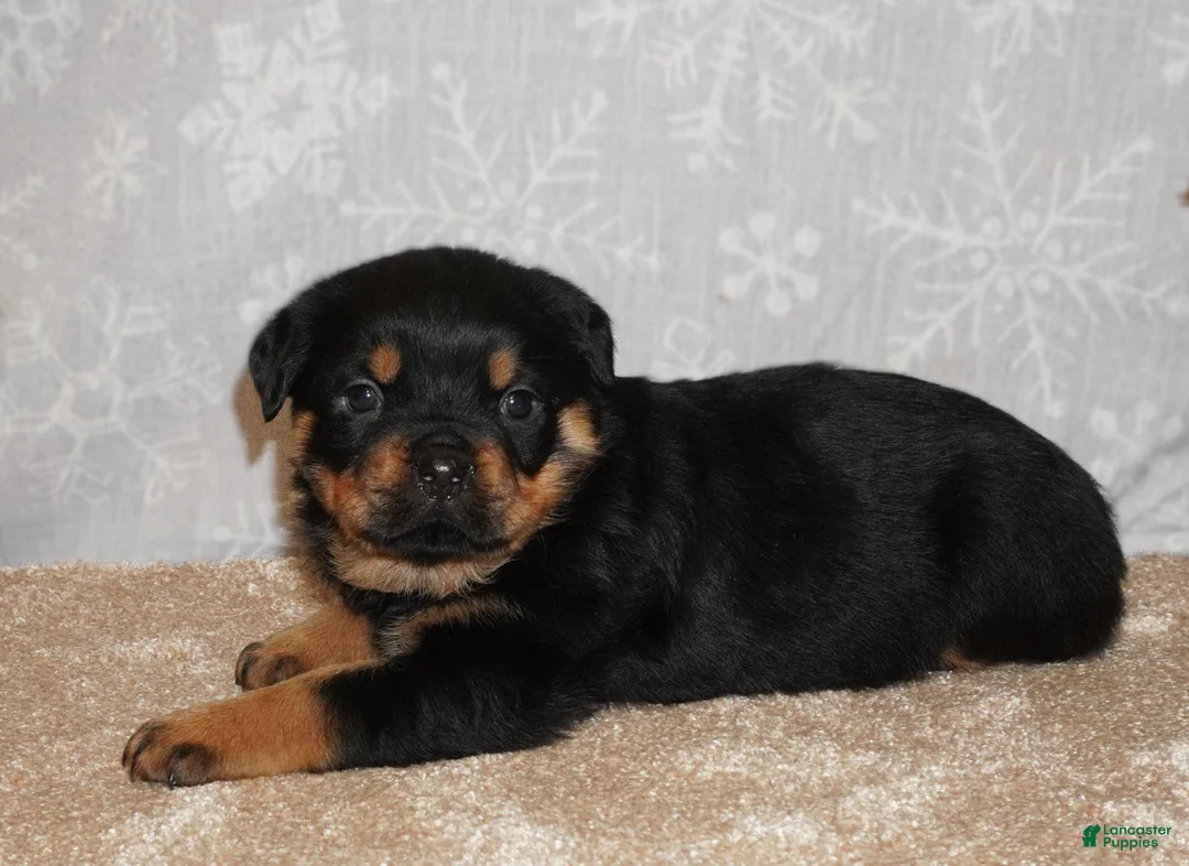 Rottweiler dogs for sale: Stella - Ad 3
