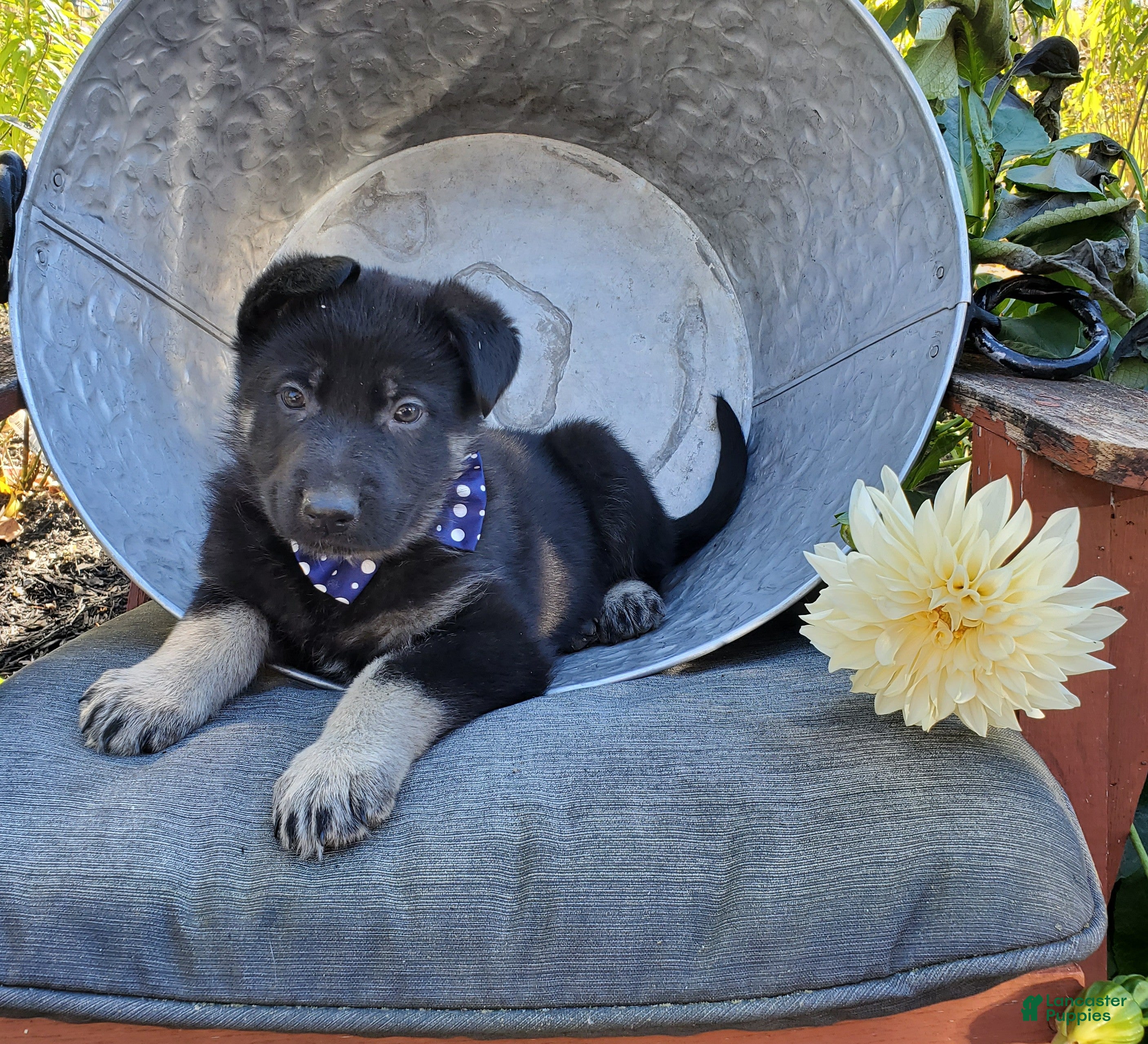 German Shepherd dogs for sale: Timmy - Ad 2