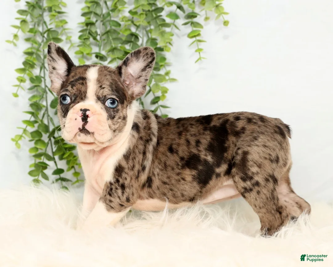 Frenchton dogs for sale: Bailey - Ad 3