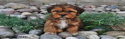 Shorkie dogs for sale: Susie - Ad 5