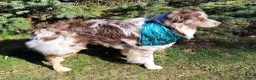 Australian Shepherd dogs for sale: Australian Shepherd Female 1 - Ad 4