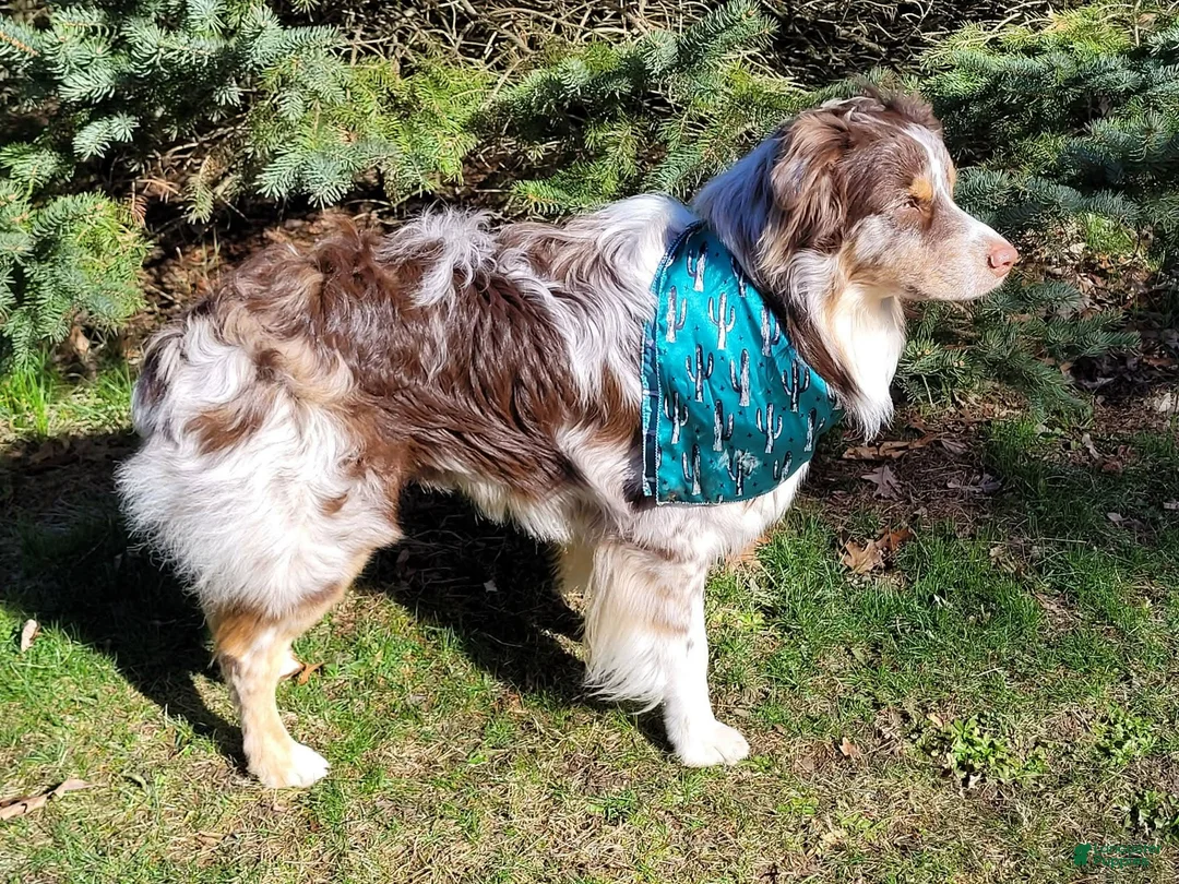 Australian Shepherd dogs for sale: Australian Shepherd Female 1 - Ad 4