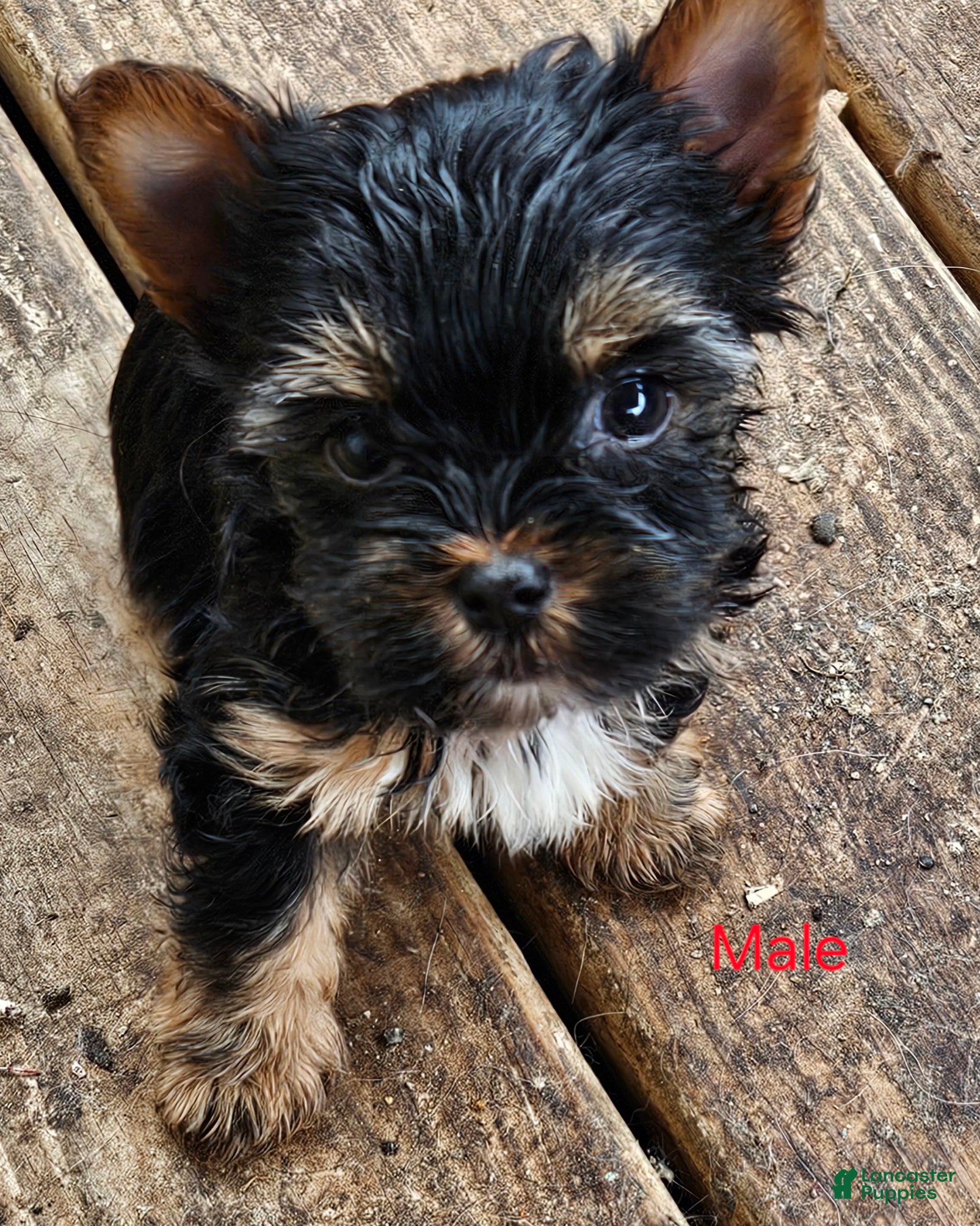 Yorkshire Terrier dogs for sale: Jupiter  - Ad 2