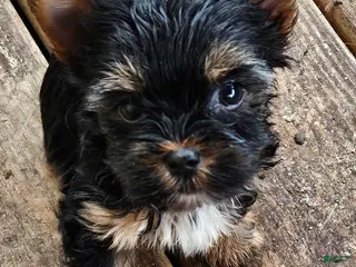 Yorkshire Terrier dogs for sale: Jupiter - Ad 2