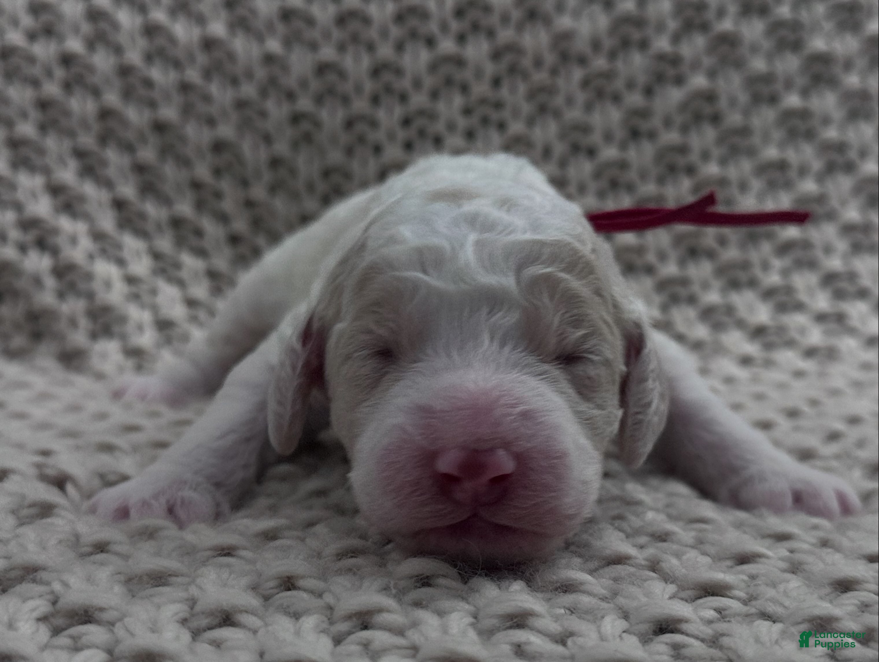 Goldendoodle dogs Bricks ❤️ - Ad 16