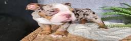 English Bulldog dogs for sale: Fletch - Ad 24