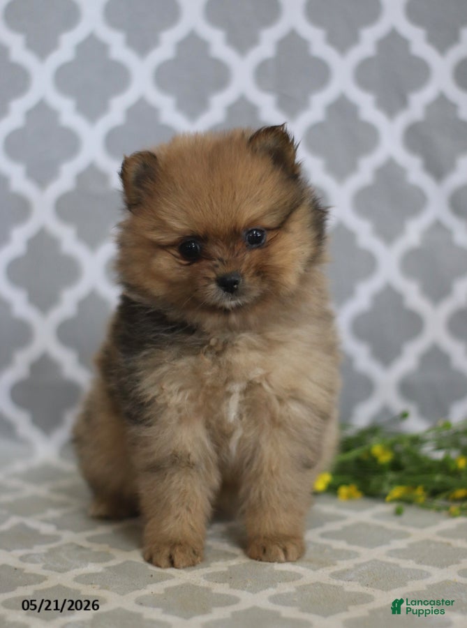Pomeranian dogs Mindy - Ad 2
