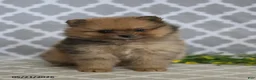 Pomeranian dogs for sale: Mindy - Ad 2